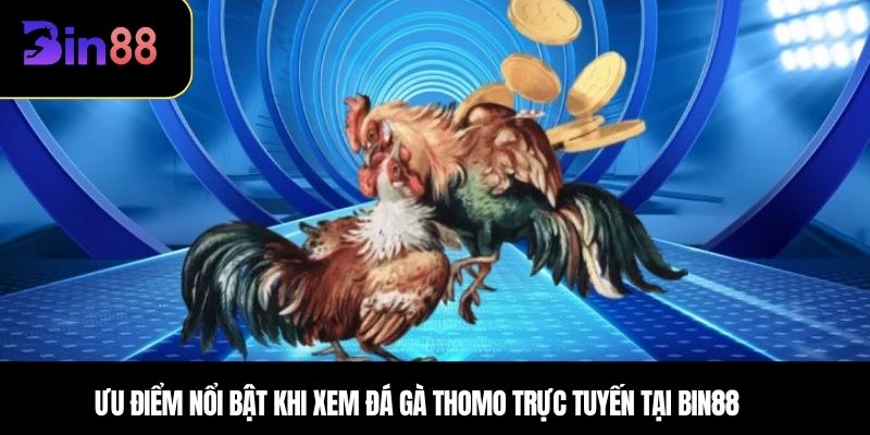 Ưu điểm nổi bật khi xem đá gà Thomo trực tuyến tại BIN88